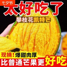 四川攀枝花凯特芒果新鲜应季水果整箱5/10斤包邮特大青甜现摘优选
