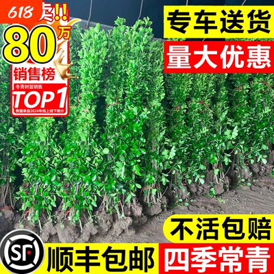 冬青树苗围墙篱笆植物大叶北海道黄杨苗四季常青耐寒庭院绿篱绿化