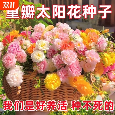 重瓣太阳花种子七彩多层