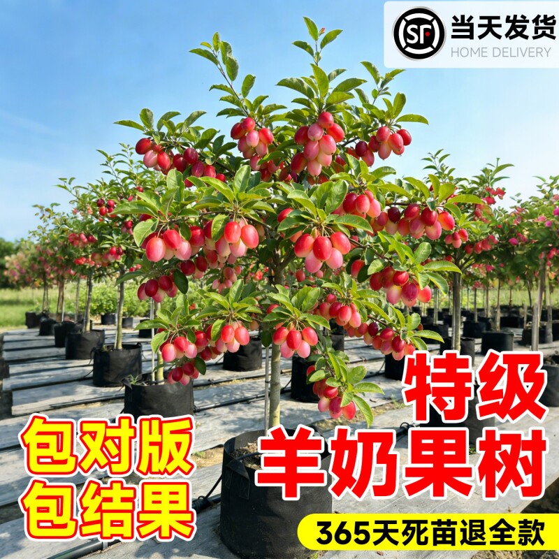 羊奶果嫁接苗老桩果苗德甜二号特大甜果盆栽果树胡颓子南北方种植