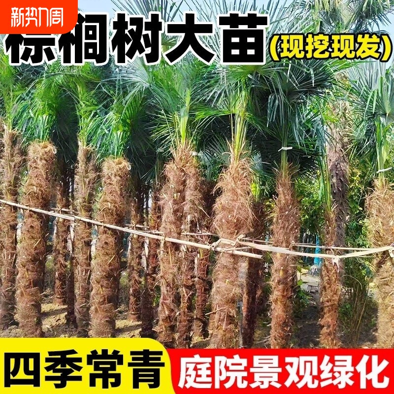棕榈树苗扇子苗棕树苗四季常青庭院大型植物盆栽绿化苗木耐寒阳台