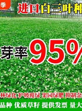 进口三叶草种子红三叶白三叶种籽幸运草四季常青耐寒绿化草坪草籽