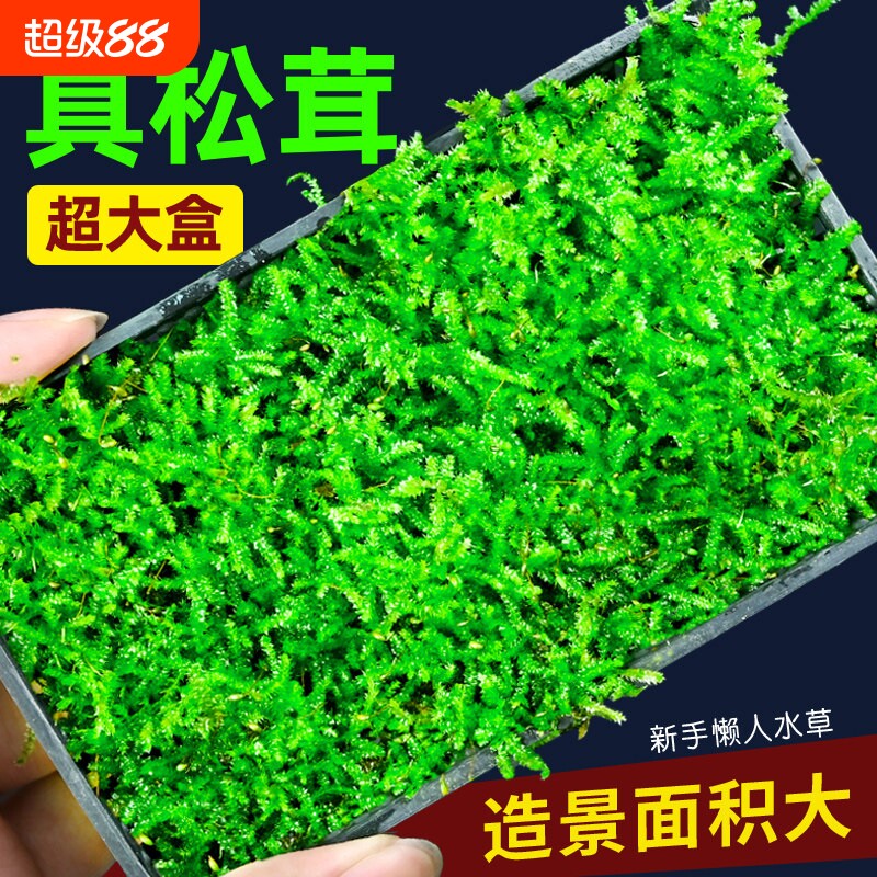 松茸莫斯水草鱼缸造景专用图片