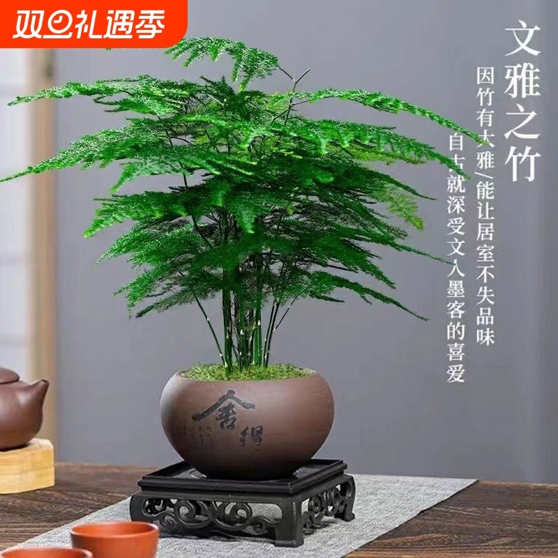 文竹盆栽植物客厅办公室内绿植