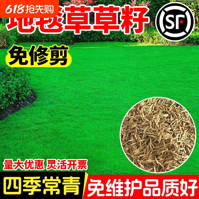 地毯草草籽免修剪四季常青草皮耐寒热别墅绿化矮生草坪种子开花