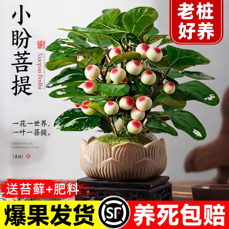 小盼菩提盆栽带果客厅办公室内绿植桌面中式禅意老桩盆景摆件好养