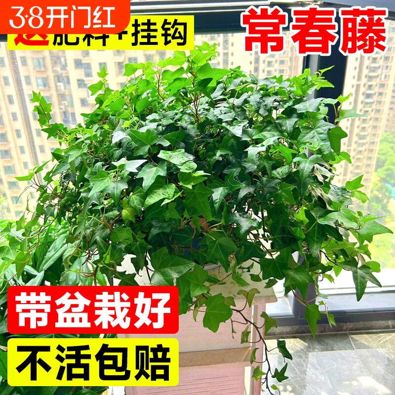 金边常春藤盆栽水培花卉植物室内垂吊兰绿植好养常青长青藤