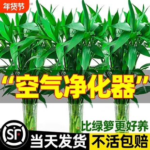 富贵竹水培植物客厅招财盆景栽花卉绿植萝带根转运发财观音龙竹子