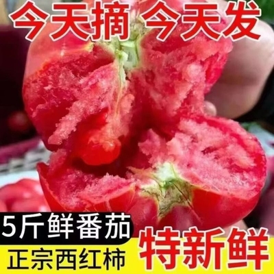 山东普罗旺斯生吃西红柿新鲜沙瓤大番茄自然熟水果粉柿子现摘番茄