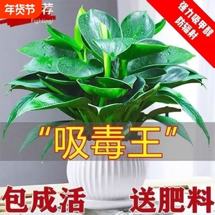 金钻绿植盆栽绿萝箩室内植物花卉水培办公室多肉净化空气去除甲醛