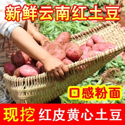 云南粉面大土豆9斤|超4000次加购