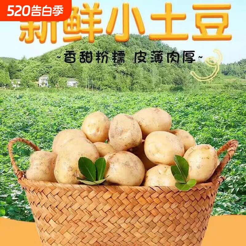 正宗恩施小土豆新鲜现挖黄心土豆精品马铃薯粉糯香甜农家自种洋芋