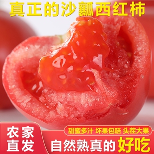 正宗云南沙瓤西红柿4.5斤