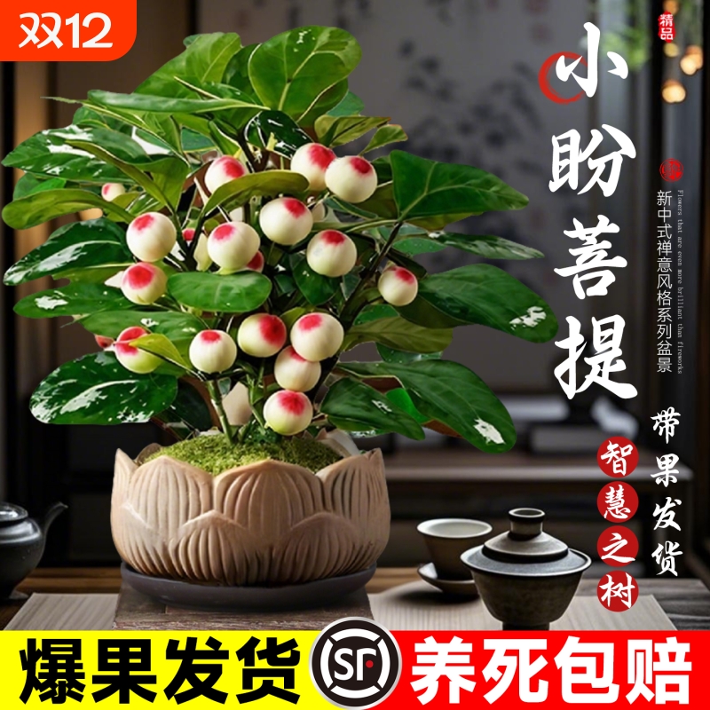 小盼菩提盆栽30天养死全额退款