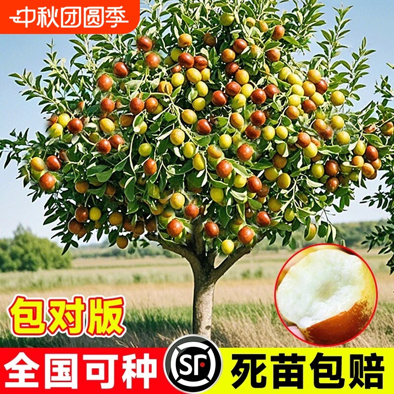 特大冬枣青枣枣树果树苗图片
