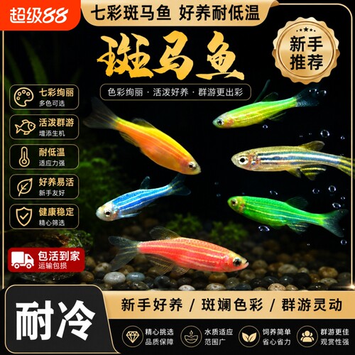 糖果斑马鱼观赏鱼热带好养耐活