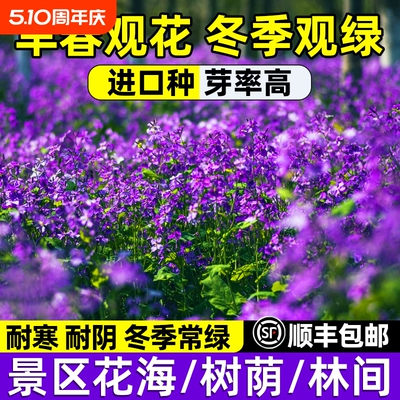 二月兰花籽四季春秋耐寒花种子牵牛花开花北方多年生矢车菊马鞭草