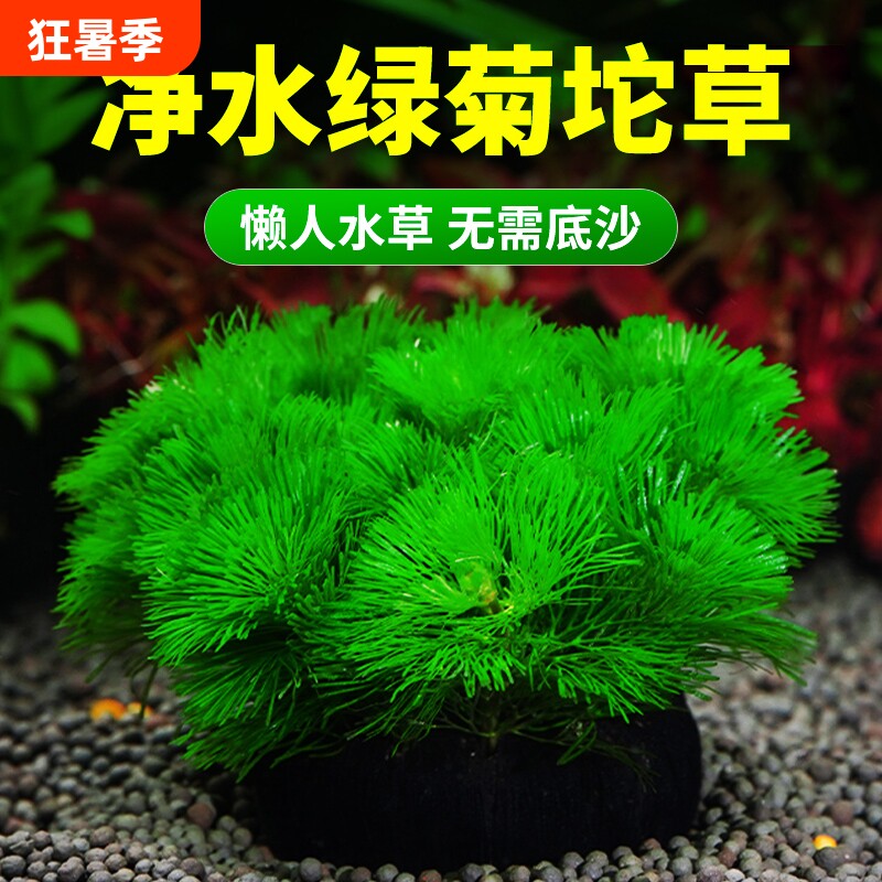 绿菊水草植物鱼缸造景专用水培增氧阴性蜈蚣坨草定植水质净水十字 - 实物图