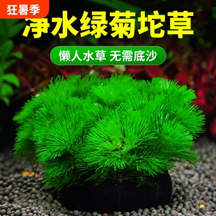 绿菊水草植物鱼缸造景专用水培增氧阴性蜈蚣坨草定植水质净水十字