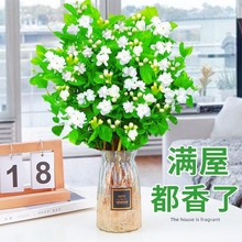茉莉花苗盆栽水培植物九里香栀子花卉室内四季开花水培花客厅阳台