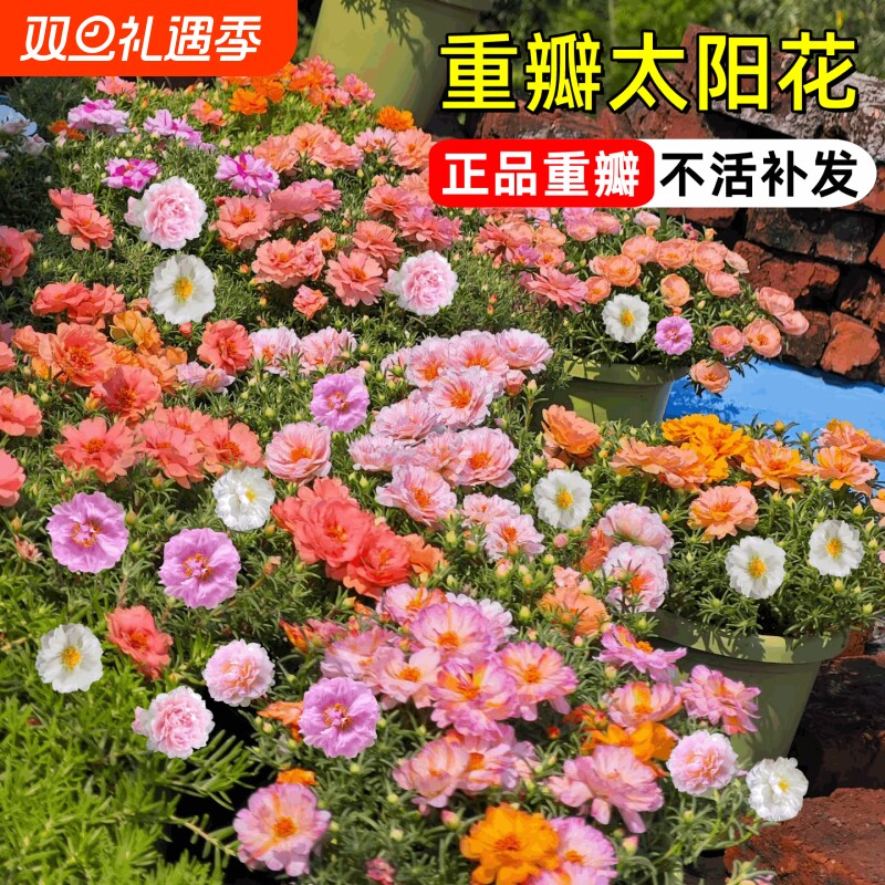 重瓣太阳花种子多季播种易活耐热小花种籽子阳台盆栽矮生花卉植物