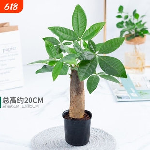 单杆发财树室内绿植花卉四季常青植物盆栽美观大气办公桌阳台窗台