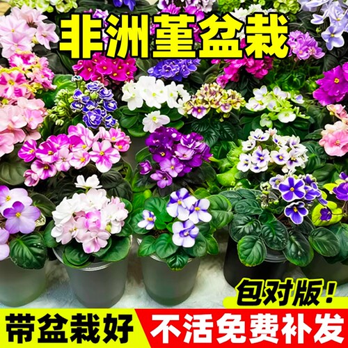 非洲堇盆栽花苗带花苞紫罗兰大花室内外阳台鲜花绿植四季种植物