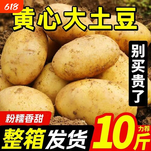 黄心土豆粉糯沙面黄皮大土豆批发
