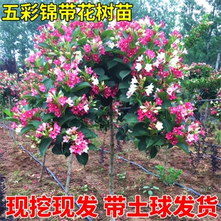 五彩锦带花树苗盆栽锦带小苗庭院大型耐寒风景树高杆地栽花卉苗木