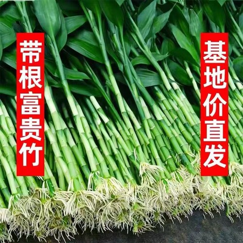 富贵竹水培植物转运竹花卉绿植室内盆栽绿萝箩水养带根发财树好养