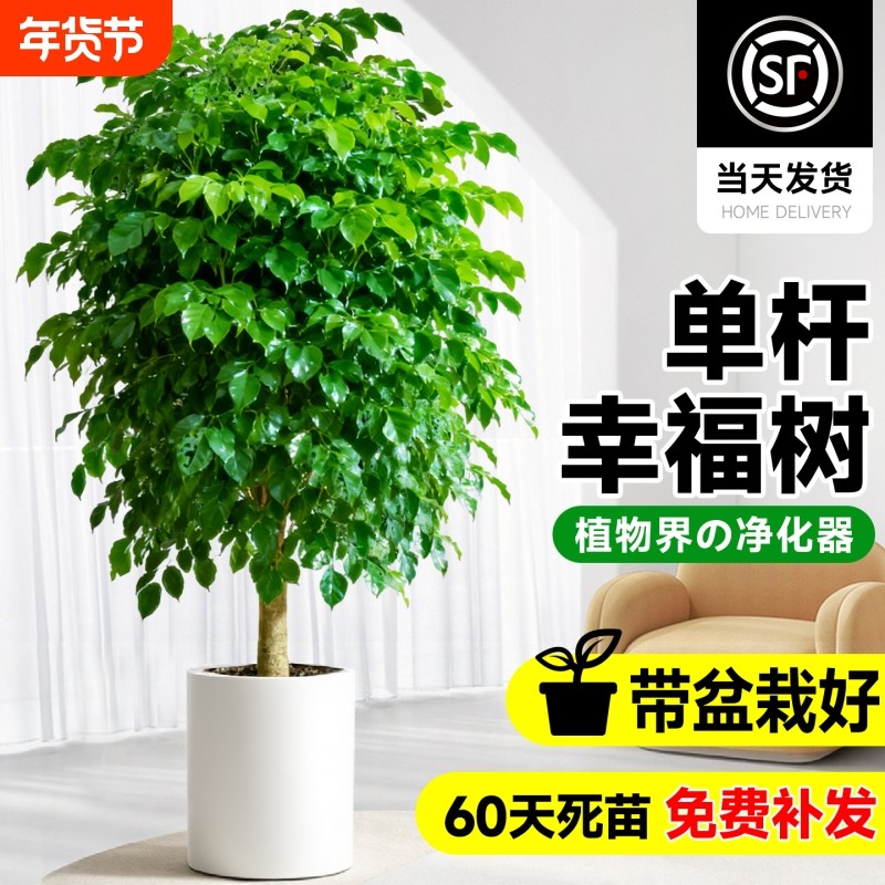 幸福树盆栽客厅大型室内绿植净化空气绿宝除甲醛植物乔迁好养活