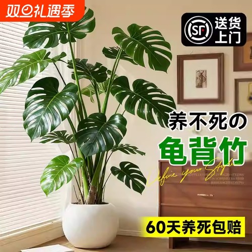 龟背竹客厅大盆栽大型绿植除甲醛