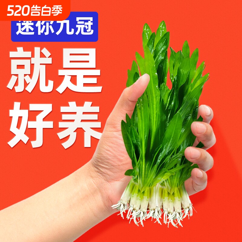 迷你九冠鱼缸水草养鱼造景植物细叶铁大叶新手懒人活体淡水榕阴性