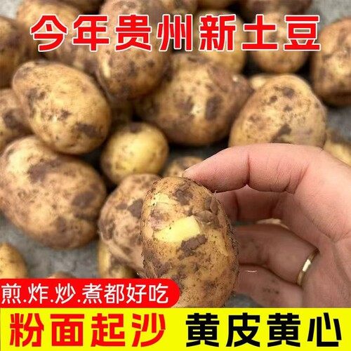 新鲜高山土豆农家自种