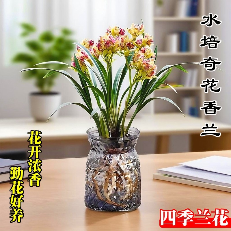 水培香水四季兰建兰富山奇花浓香好养兰花苗室内阳台绿植花卉盆栽