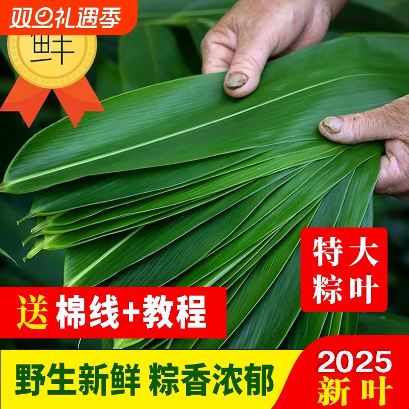 粽叶新鲜粽子叶大号精选包粽子专用的叶子端午鲜叶干叶特大家商用