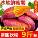 沙地黄心蜜薯地瓜红薯新鲜现挖山芋超甜粉糯软糯香甜可口板栗番薯