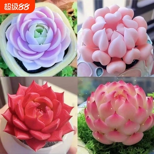 精品多肉植物盆栽组合蓝姬莲水蜜桃防辐射新手室内净化空气