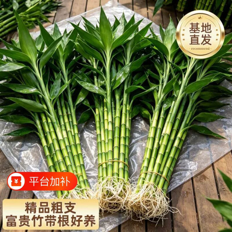 带根富贵竹水培植物绿植室内盆栽客厅招财粗杆水养节节高竹子玄关
