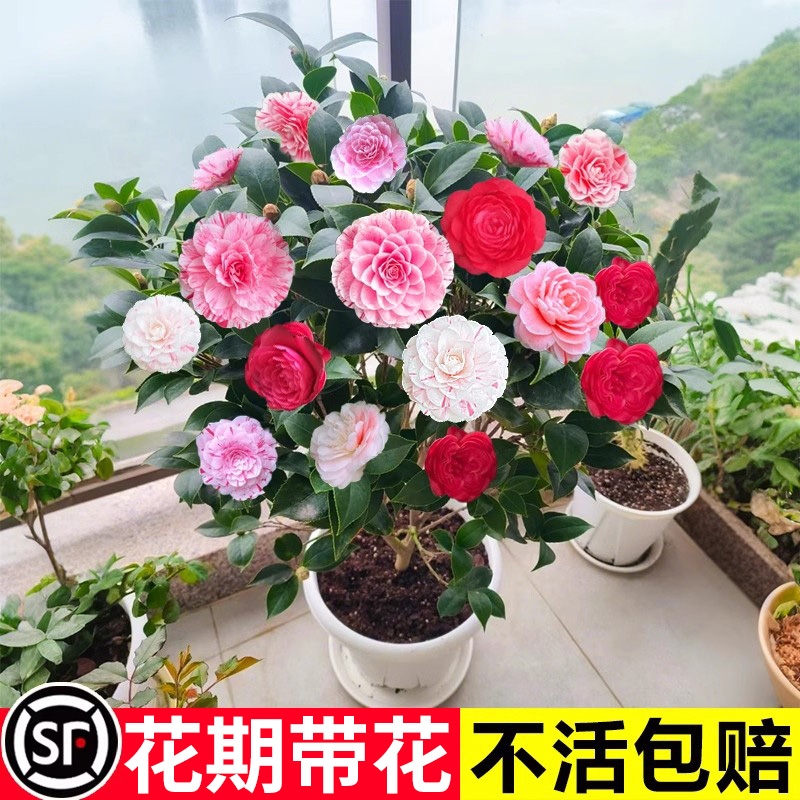 香妃山茶花盆栽带花苞五色赤丹花卉植物室内好养茶花树苗四季开花