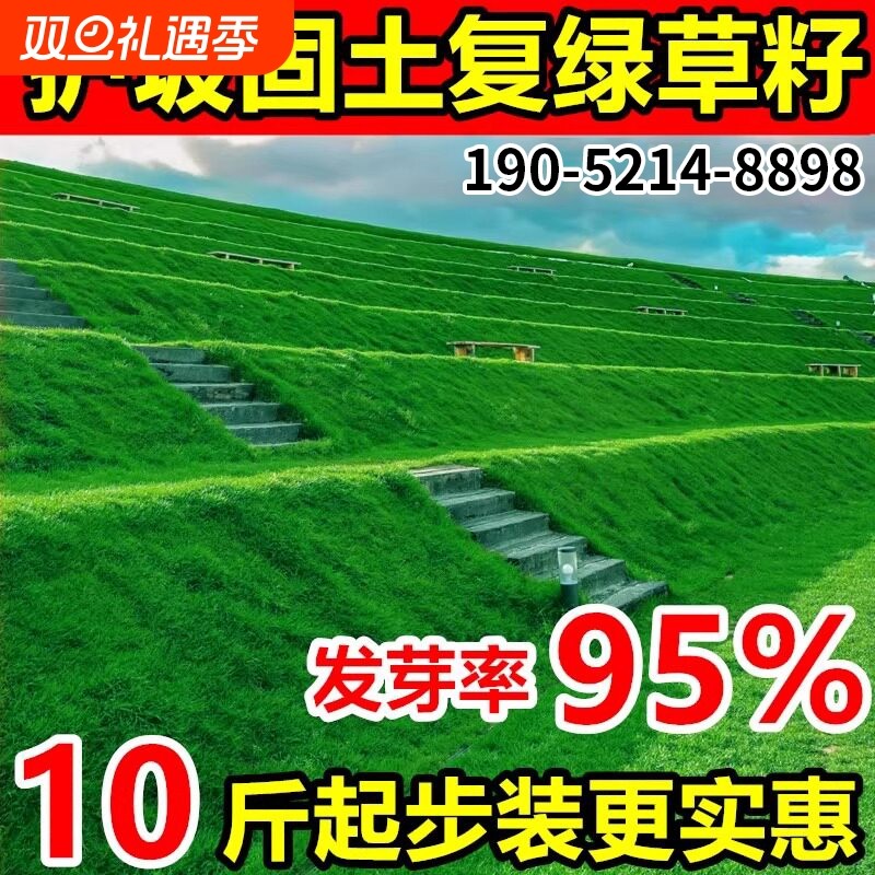 护坡固土狗牙根草籽四季常青护坡王绿化矮生草坪草籽耐干旱草种子
