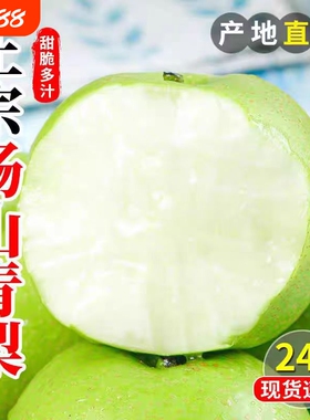 安徽砀山梨青梨酥梨子水果新鲜应当季整箱包邮正宗皇雪翠冠梨