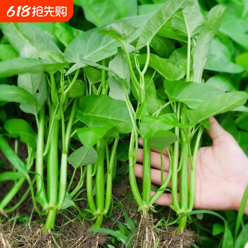 高产三叉空心菜秧苗空心菜种子四季盆栽白梗柳叶多茬采收蔬菜苗