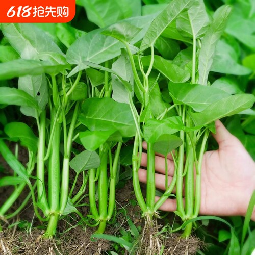 高产三叉空心菜秧苗空心菜种子四季盆栽白梗柳叶多茬采收蔬菜苗