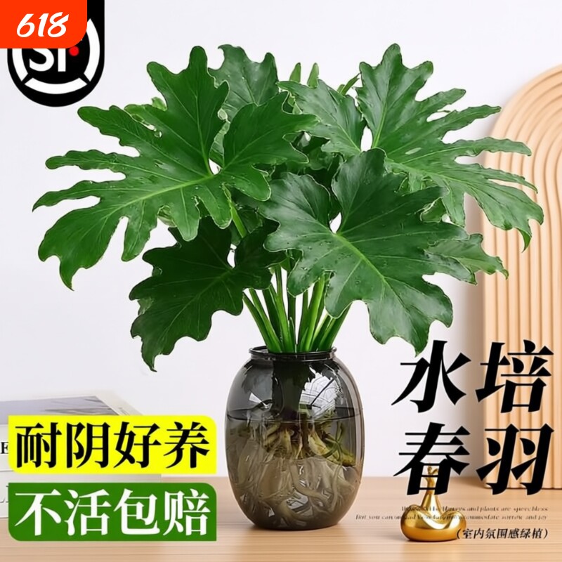 春羽水培植物盆栽室内客厅办公室桌面花卉大叶龟背竹好养绿植阳台