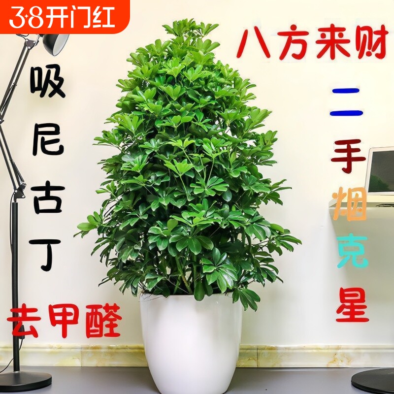 大型室内客厅盆栽花卉八方来财鸭脚木绿植七叶莲发财树鸭掌木招财