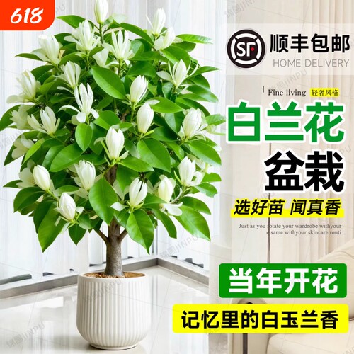 白兰花盆栽老桩玉兰花树苗黄角兰带花苞室内庭院浓香型四季开花卉
