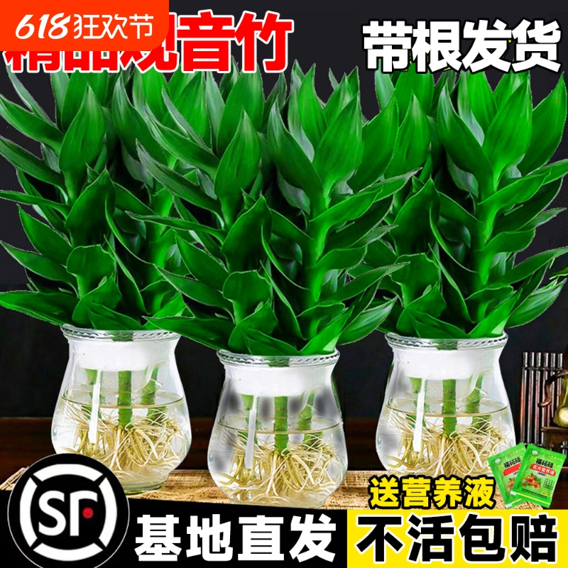 观音竹富贵竹水培植物带根花卉绿植绿萝室内盆栽转运竹带花瓶好养