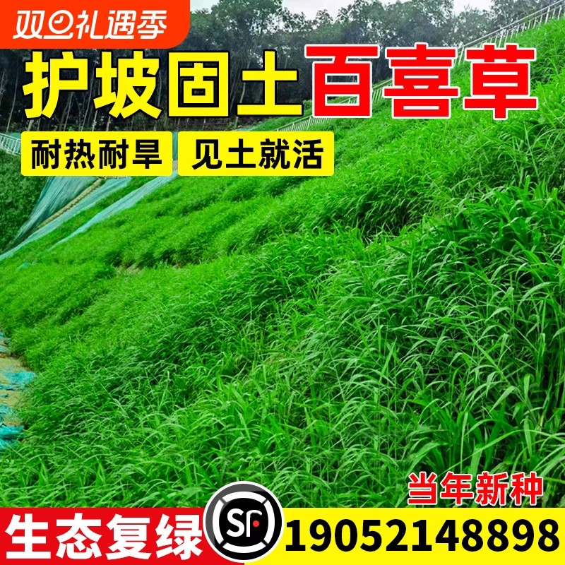 百喜草草籽绿化工程耐旱进口宽叶草种籽护坡固土狗牙根草皮种子孑