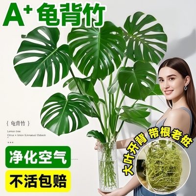 龟背竹水培盆栽净化空气水养富贵竹室内客厅桌面绿植物四季好养活